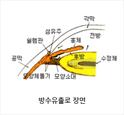 방사유출로 장면