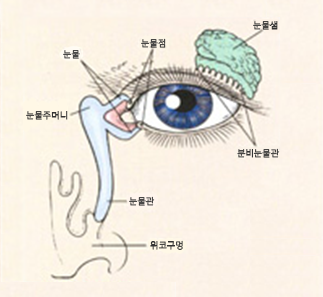 눈물의 경로